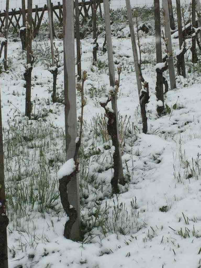 Frost auf dem Rebberg