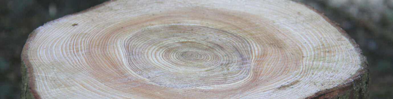 Gratis Holzbezug