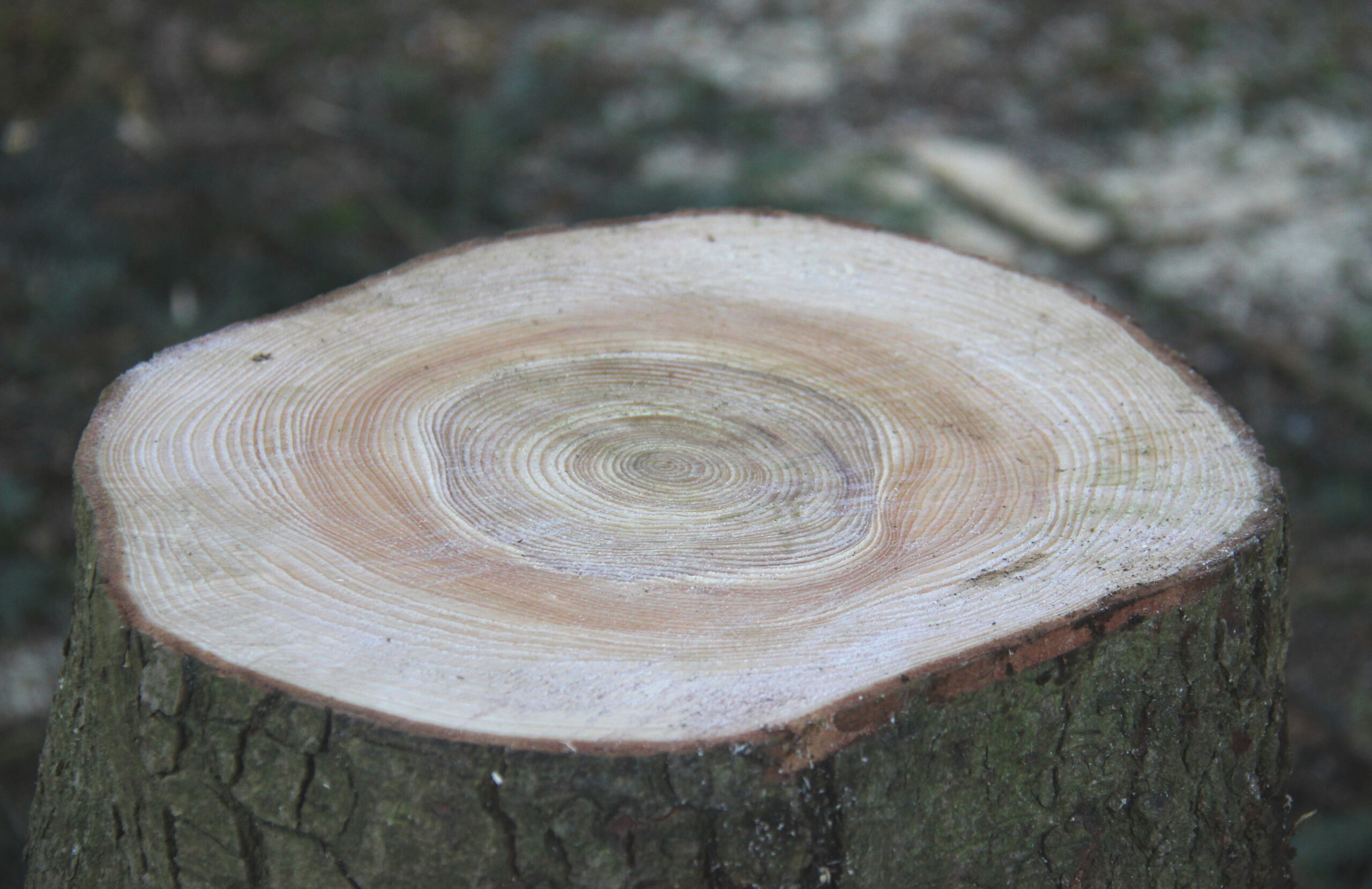 Gratis Holzbezug