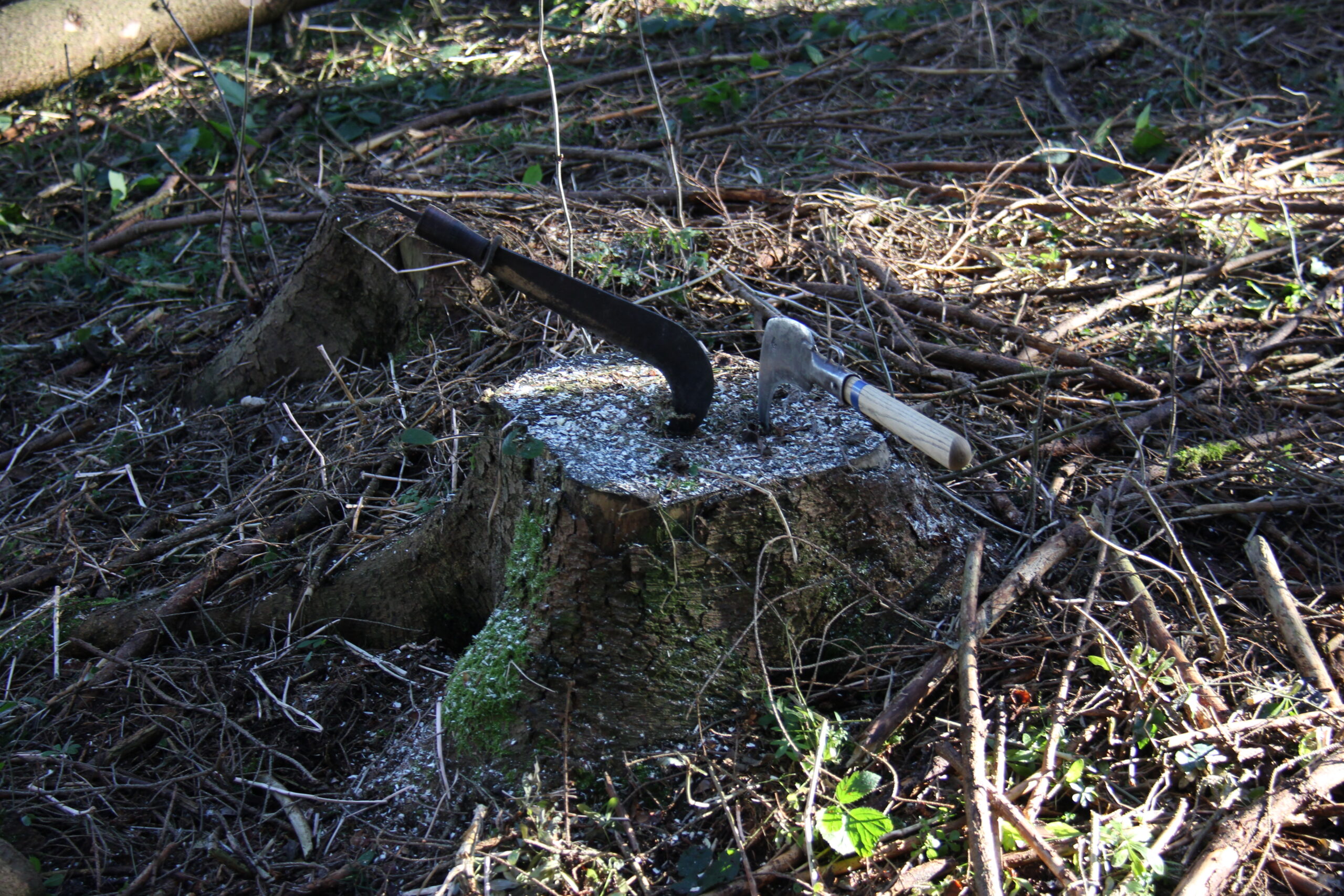 Waldverein Wuppenau